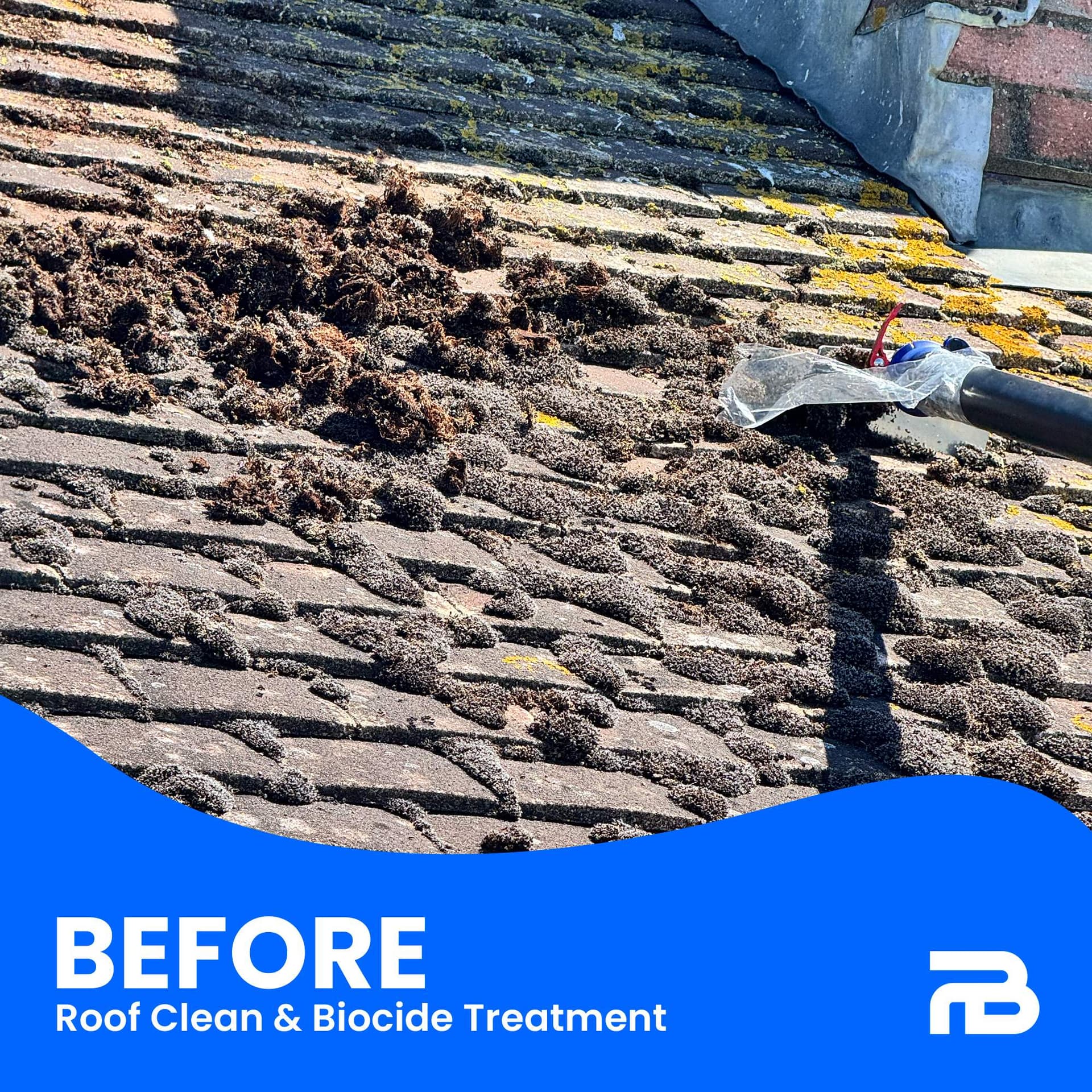 Before - Close-up of moss and organic growth