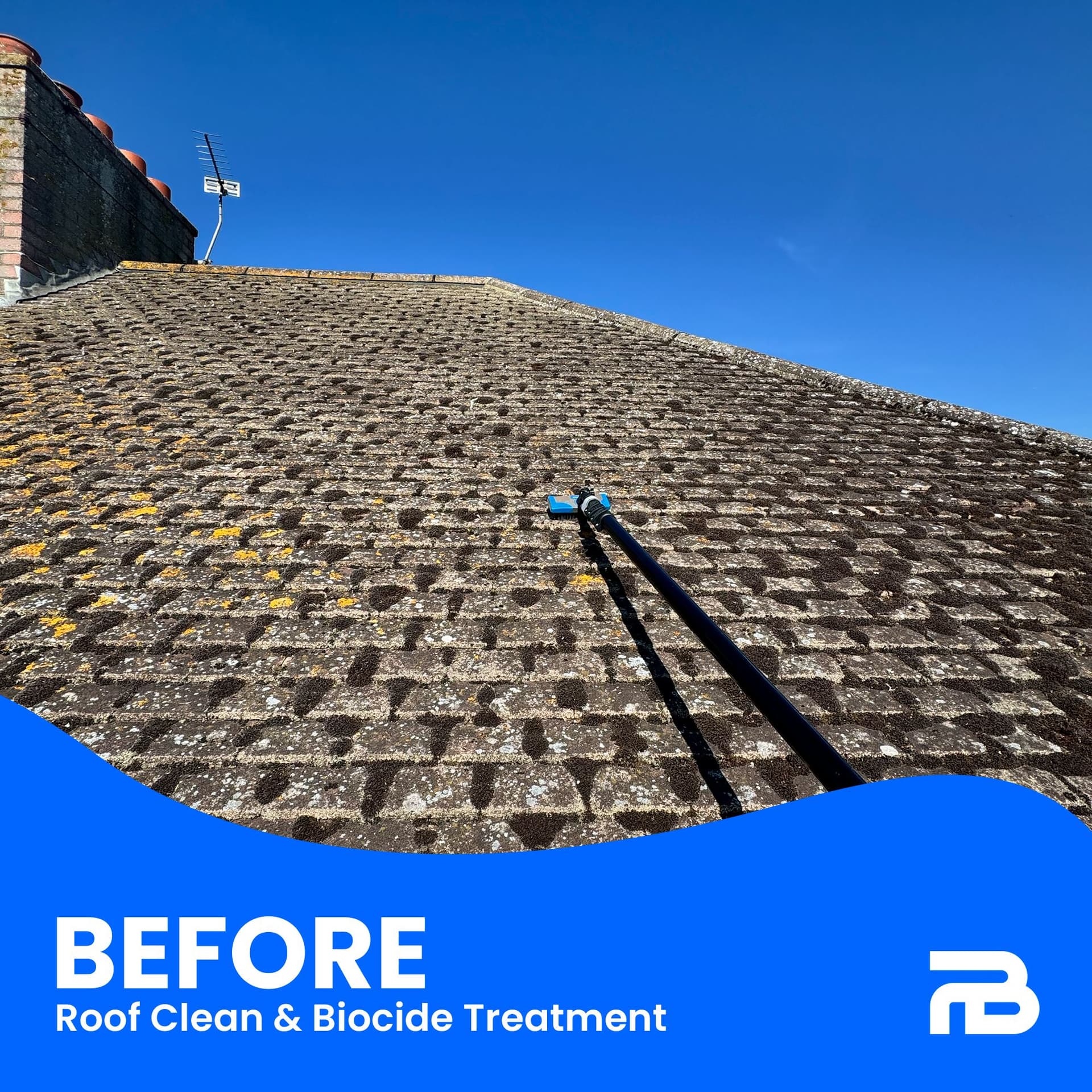 Before - Yellow lichen and moss detail